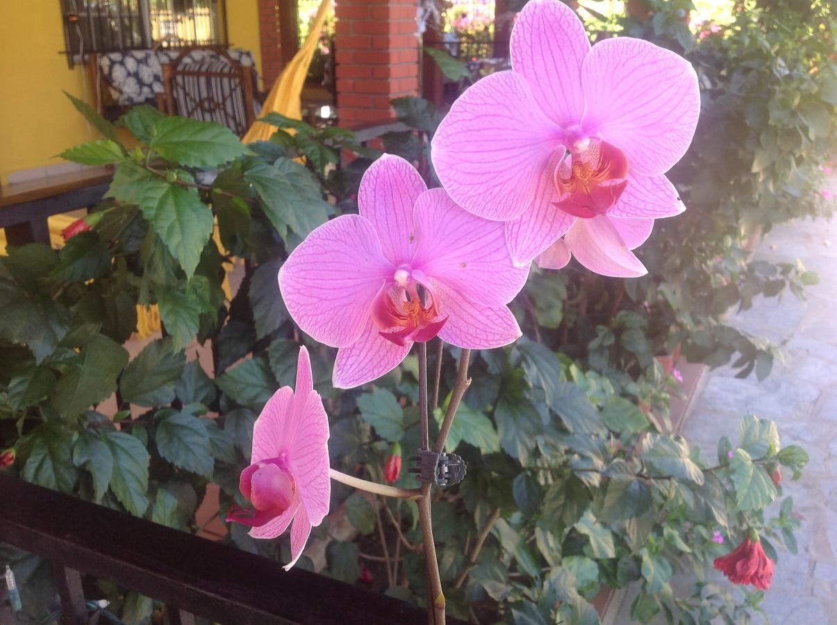 Casa De Los Suenos B&B Coronado Panama Playa Coronado Dış mekan fotoğraf